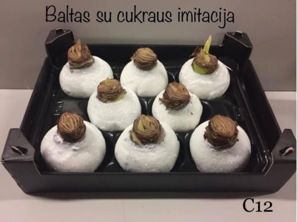 C12 Baltos spalvos ,,CUKRUOTAS"