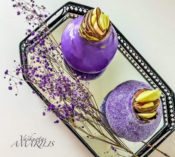 0A7D96EC-39AE-414B-903B-A1D2166C9570 C5 Violetinės spalvos ,,CUKRUOTAS"