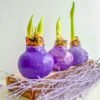 1EB925FF-A086-4125-BA69-BCC00906ADEB C5 Violetinės spalvos ,,CUKRUOTAS"