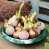 21E4D815-8CC6-4EB1-B83E-CDEC42A77DEA C13 Koperis ,,CUKRUOTAS"