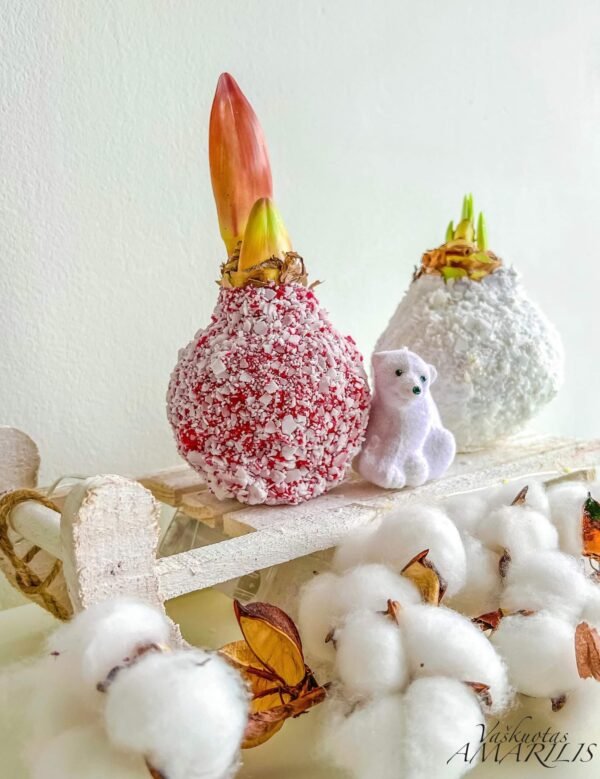 3AB569D7-6C14-4CFD-81F2-AC2C174DD445 S2 Raudonos spalvos snieguotas