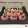 C10 Raudonos spalvos ,,CUKRUOTAS"