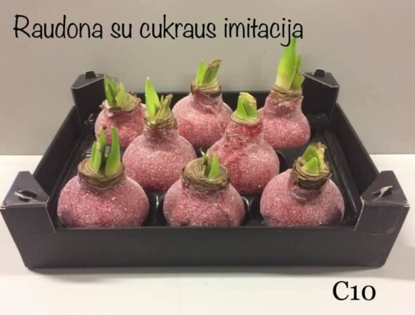 C10 Raudonos spalvos ,,CUKRUOTAS"