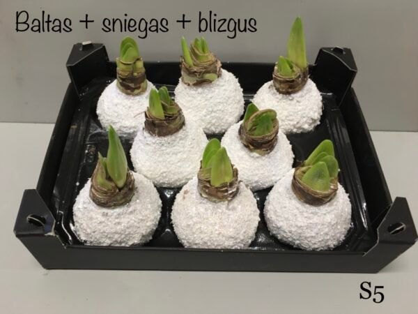 66F40706-FEDD-476B-ADEF-0D47439F0127 S5 baltos spalvos snieguotas + su blizgučiu