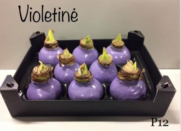 8BA5B377-A86A-4285-BD75-B0A1F5E6AE27 P12 Violetinės spalvos vašku