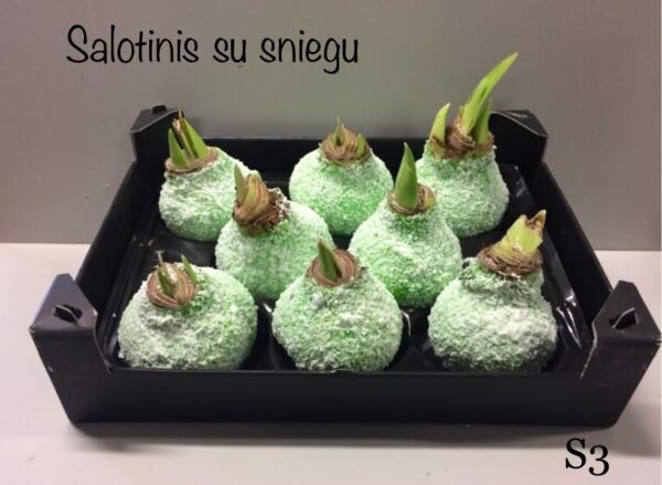 8E4ADD25-28CA-4F14-9E36-4D01983F938E S9 Salotinės spalvos snieguotas