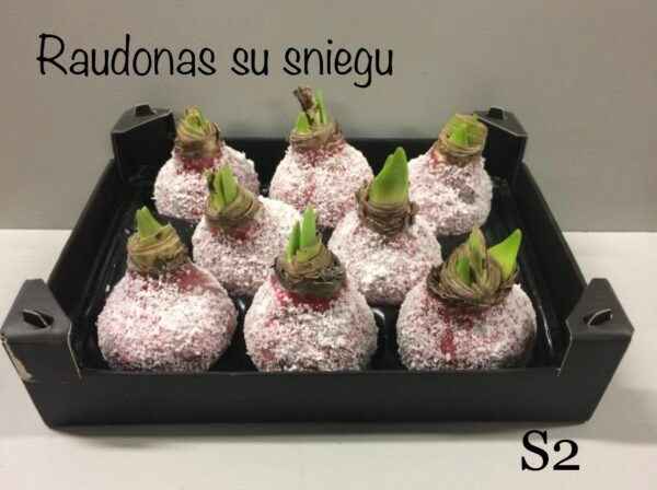 9A1AA32C-4362-48C7-80C8-69BD7DEFE776 S2 Raudonos spalvos snieguotas