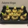 9A9B0086-983A-4D1F-A4D6-2B0AB7C44335 B7 Auksinės spalvos BLIZGUS