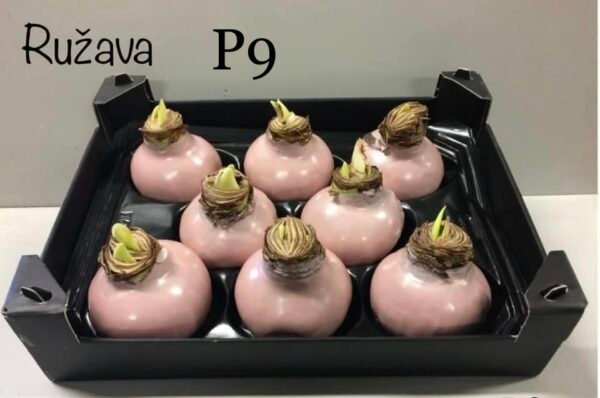 9E15A860-B198-4F6A-93E7-233B6C4CBA4B P9 Ružavos spalvos vašku