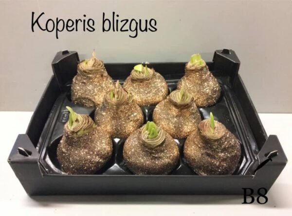 AC7A8D41-1461-4E72-8BB4-0162AAA319D7 B8 Koperis BLIZGUS