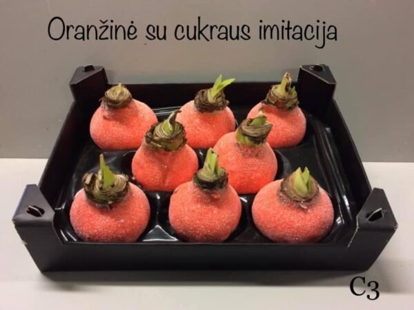 C3 Oranžinės spalvos ,,CUKRUOTAS"