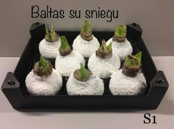 E4A76DC7-D7F1-4260-AA90-94CEF3C29165 S1 Baltos spalvos snieguotas