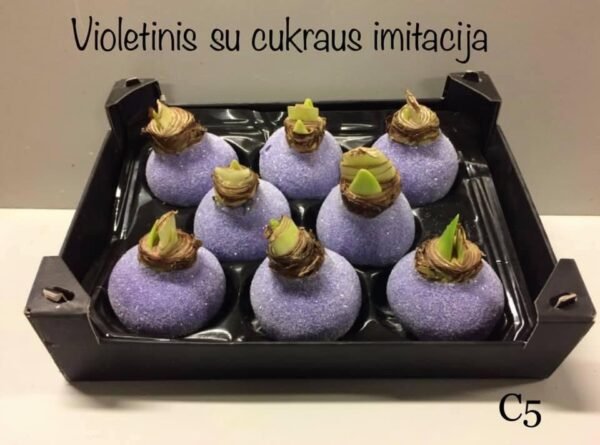 FEE7861C-ABB5-4803-A843-6449925770F0 C5 Violetinės spalvos ,,CUKRUOTAS"