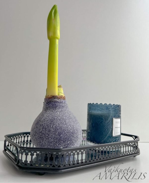 004A50BA-9507-44F4-893A-B40161659E9D C4 Tamsiai violetinės spalvos ,,CUKRUOTAS"
