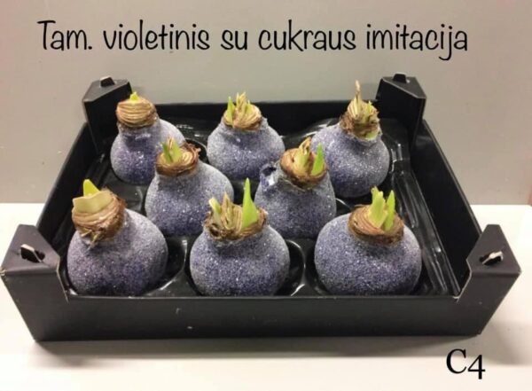 556C0630-A9D2-4AE0-A4D3-35C7E0394420 C4 Tamsiai violetinės spalvos ,,CUKRUOTAS"