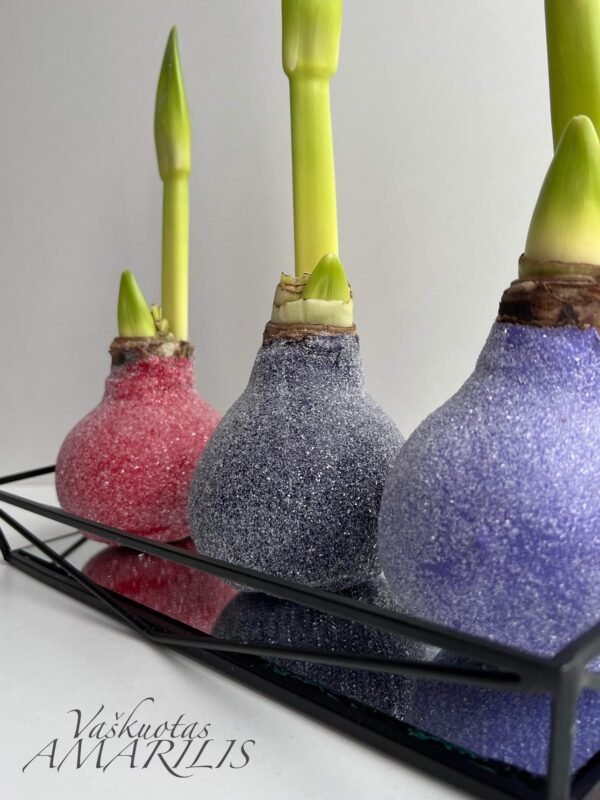 8AFDD3F6-B6C0-408D-A6E7-50EA0B5A7C85 C4 Tamsiai violetinės spalvos ,,CUKRUOTAS"