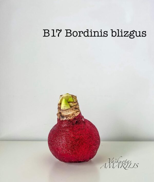 IMG_1857 REZERVACIJA Kalėdoms (blizgiu vašku)