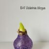 cf3f410c-c3a7-4c0e-a950-e965e1f22367 REZERVACIJA Kalėdoms (blizgiu vašku)