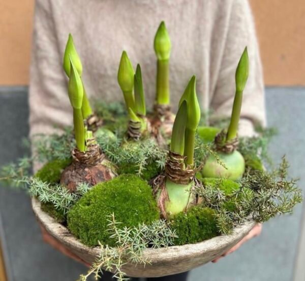 Baltažiedžiai (skirti labiau sodinimui)