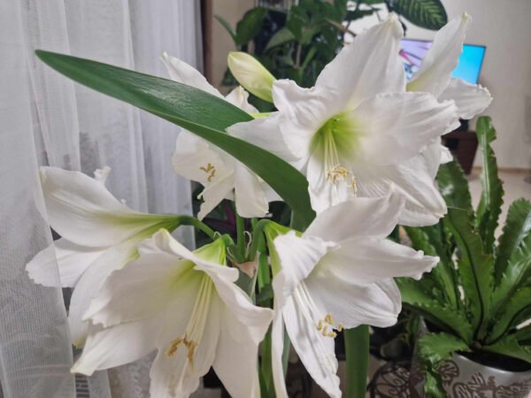 Baltažiedžiai (skirti labiau sodinimui)