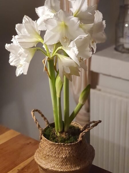 Baltažiedžiai (skirti labiau sodinimui)