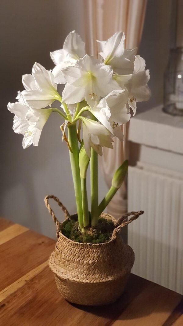 Baltažiedžiai (skirti labiau sodinimui)