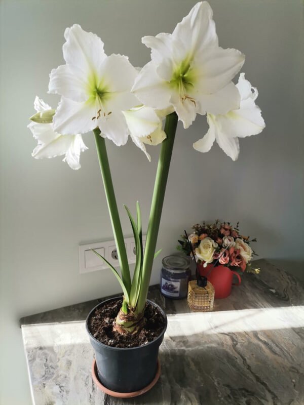 Baltažiedžiai (skirti labiau sodinimui)