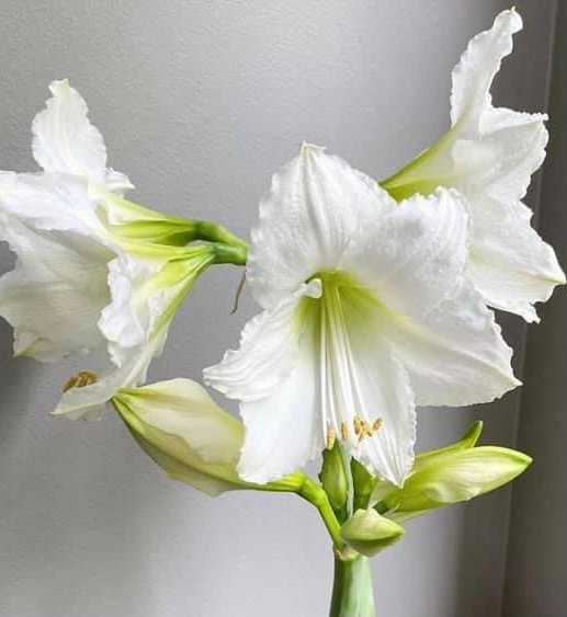 Baltažiedžiai (skirti labiau sodinimui)