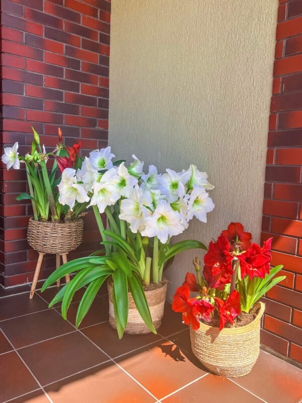 Baltažiedžiai (skirti labiau sodinimui)