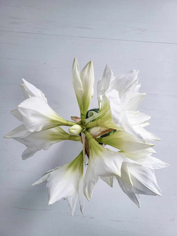 Baltažiedžiai (skirti labiau sodinimui)