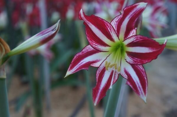 SANTIAGO (Išankstinis užsakymas)