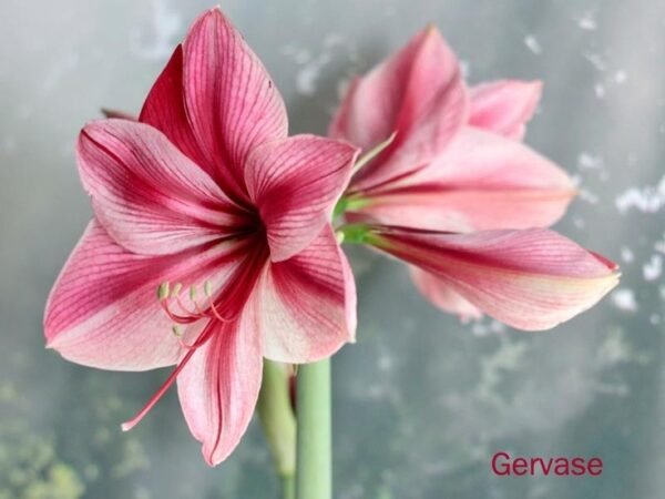 IMG_1527 GERVASE (Išankstinis užsakymas)