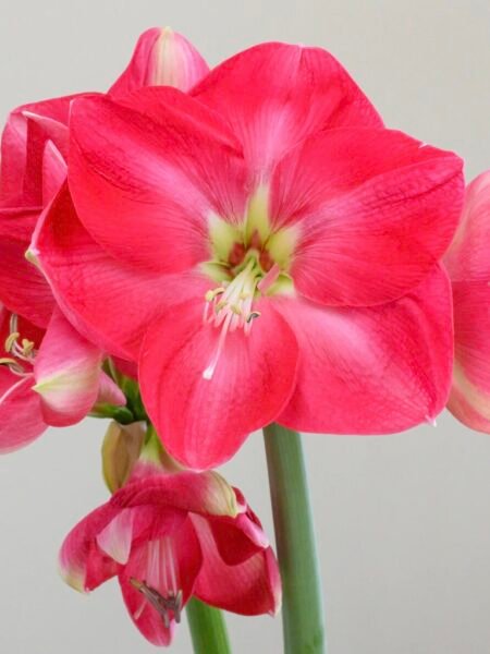 Candy Cream svogūnai 30/32 dydžio