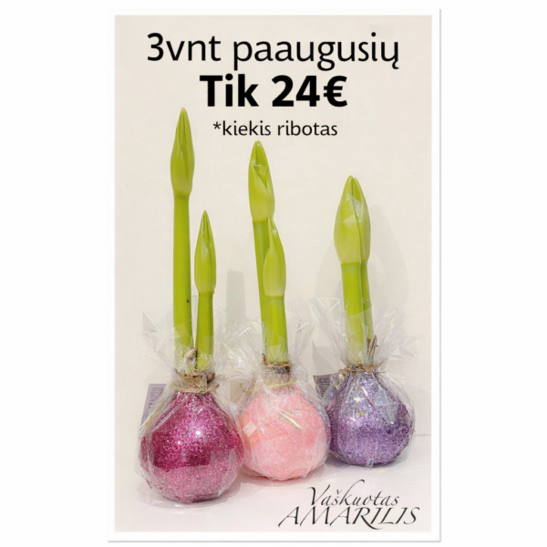 Rinkinukas ,,3vnt paaugusių"