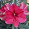 PINK SURPRISE (Išankstinis užsakymas)