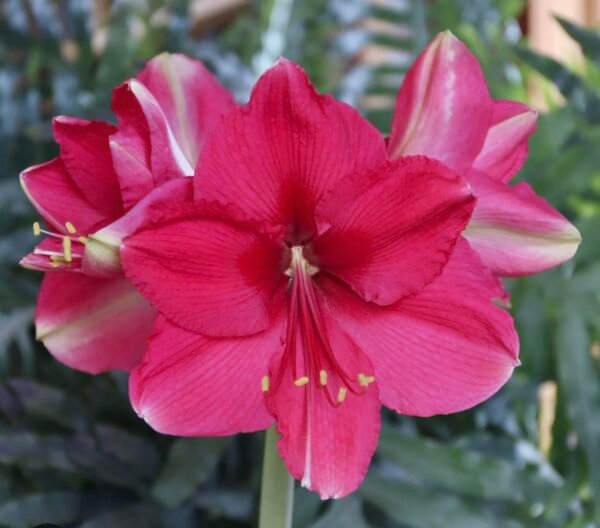 PINK SURPRISE (Išankstinis užsakymas)