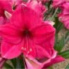 PINK SURPRISE (Išankstinis užsakymas)