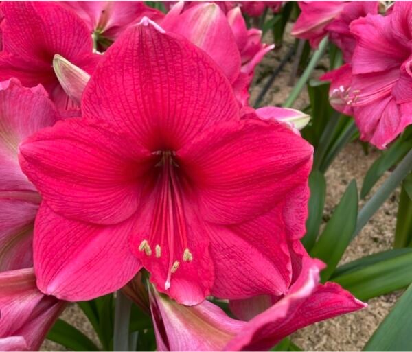PINK SURPRISE (Išankstinis užsakymas)