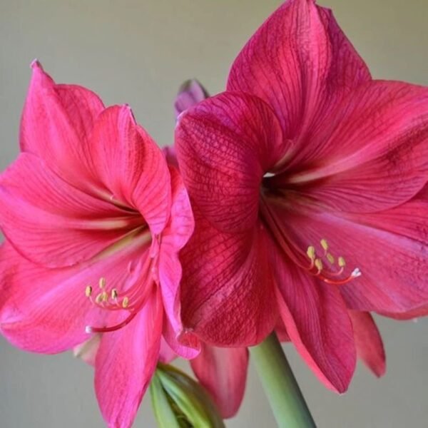 PINK SURPRISE (Išankstinis užsakymas)