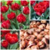 231c95fd-e7e0-42ce-8b93-ac496dfef228 RED PRINCESS / ankstyva (išankstinė rezervacija)
