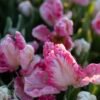 SILVER PARROT / vėlyva (išankstinė rezervacija)