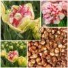 3a4e8b2b-08d7-45c5-9283-0b5e594e99c2 WILD DESIRE / vėlyva