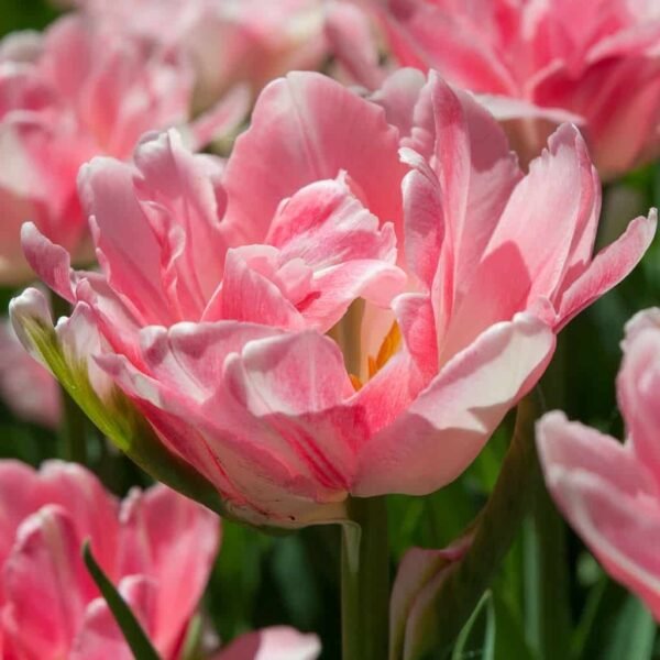 IMG_7544 FOXTROT / ankstyva