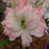 Aphrodite (išsiuntimas po spalio 20d)